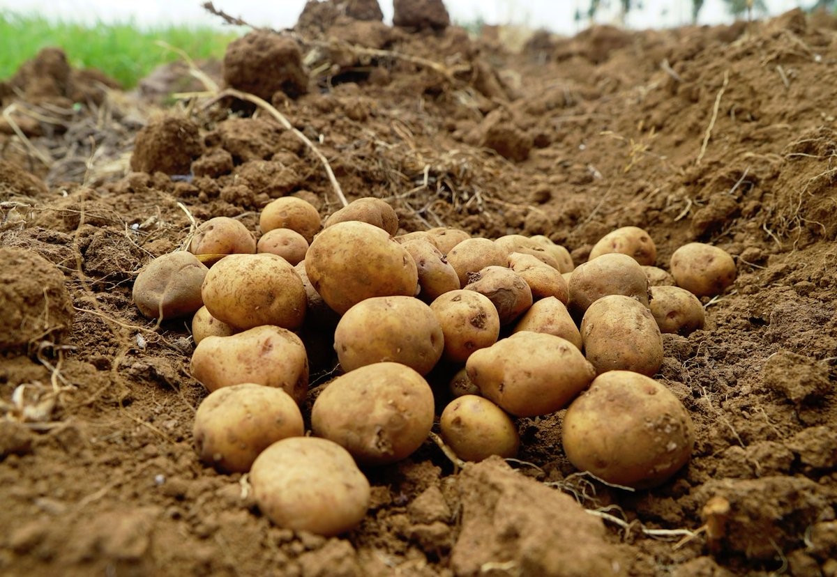 order-seed-potatoes-agrico-psa