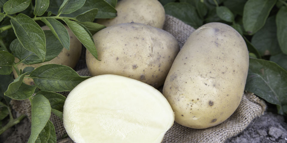 Succesful potato variety Arizona