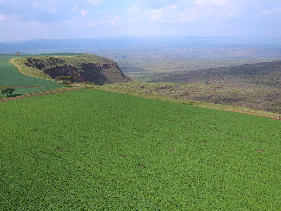 Overview of a Kenyan potato field